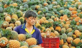 台湾凤梨吃瓜群众视频,揭秘网络视频背后的热议现象