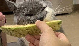 猫吃哈密瓜,哈密瓜大餐揭秘