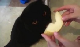 猫吃哈密瓜,哈密瓜大餐揭秘