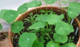 呆瓜植物可以吃吗,揭秘其可食用之谜