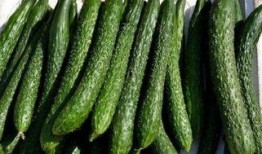 吃绿瓜减肥吗,揭秘绿色蔬菜的神奇瘦身效果”