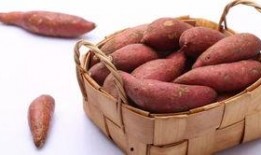 呆瓜植物可以吃吗,揭秘其可食用之谜