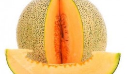 鱼可以吃哈密瓜,探索哈密瓜的独特风味