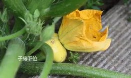 喜悦吃瓜,揭秘快乐背后的秘密