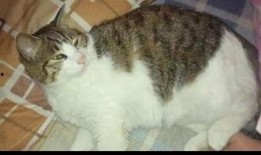 猫瓜草根可以吃吗,探究其食用价值与食用方法