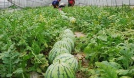 桐乡最新吃瓜男友,吃瓜界的“瓜王”新秀