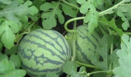 朝堂上吃瓜系统,揭秘吃瓜系统的宫廷八卦盛宴