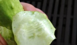 白玉瓜可以吃,美味与营养并存的佳肴探索