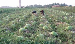 仙女云基地吃瓜