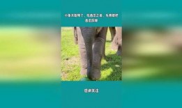 小象吃瓜,趣味盎然的夏日食趣记