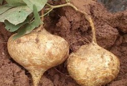 怀孕可以吃土瓜