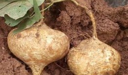 怀孕可以吃土瓜