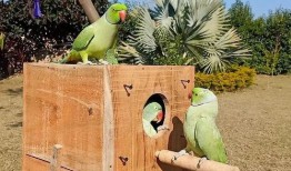 什么鸟吃小瓜,揭秘吃小瓜的神秘鸟类