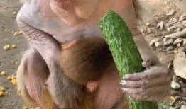猴子女吃瓜,猴子女的瓜田奇遇记