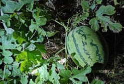 吃隔壁的瓜,一场邻里间的趣味窥探