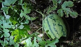 吃隔壁的瓜,一场邻里间的趣味窥探