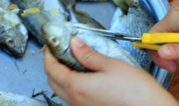 吃瓜鱼女,揭秘校园里的“瓜田”趣事