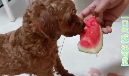 吃瓜小泰迪,揭秘娱乐圈的幕后故事