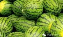 吃霸总瓜,揭秘美食界的风云人物与传奇故事