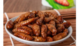 刘大瓜吃蚕蛹,舌尖上的极限挑战