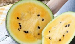 吃瓜群众咸菜,揭秘吃瓜群众的酸甜苦辣人生