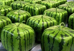 全网最全吃瓜大合集,揭秘娱乐圈幕后风云，带你领略明星们的真实生活