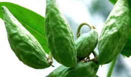 牛角瓜要去籽吃吗怎么吃,牛角瓜去籽技巧与美味食用方法解析