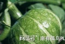 临沂莒南吃瓜事件,一场引发热议的网络狂欢