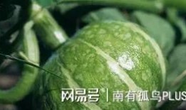 临沂莒南吃瓜事件,一场引发热议的网络狂欢