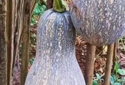 吃中药可以吃户瓜吗,食用安全与搭配指南