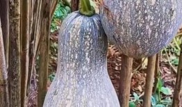 吃中药可以吃户瓜吗,食用安全与搭配指南