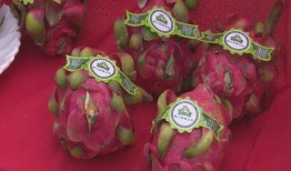 石桥吃瓜,揭秘网络热点的背后故事