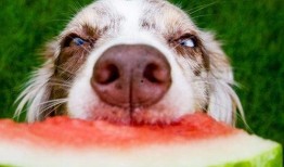 狗狗可以吃鲫瓜,揭秘鲫瓜的神奇魅力