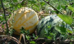 一诺吃瓜后,揭秘娱乐圈幕后真相