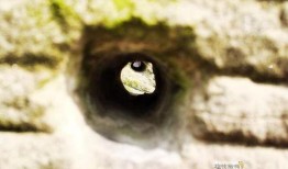 雨后吃瓜行吗,一场别具风味的夏日食趣之旅