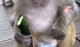 猴子女吃瓜,猴子女的瓜田奇遇记