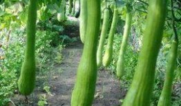 农村吃的护瓜,揭秘农村护瓜的神奇魅力