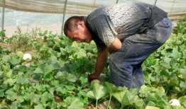 吃瓜网在哪,热门话题背后的真相与趣味