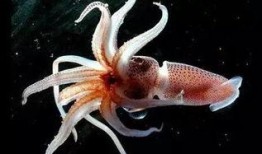 乌贼吃瓜视频大全,趣味视频大全集锦