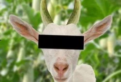 吃瓜长大的羊,揭秘羊界“网红”的瓜田生活