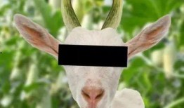 吃瓜长大的羊,揭秘羊界“网红”的瓜田生活