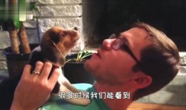 狗狗吃瓜看热闹配音,萌态配音笑翻天