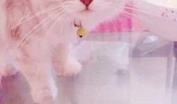 猫吃哈密瓜,哈密瓜大餐揭秘