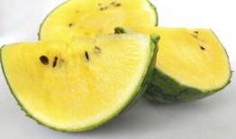 胖木鱼吃蜜瓜,甜蜜邂逅的味蕾之旅