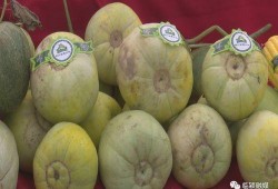 石桥吃瓜,揭秘网络热点的背后故事