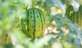 小吊瓜几个叶做瓜合适吃,几个叶做瓜最合适食用