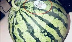 西昌网红吃瓜,揭秘网红圈背后的故事