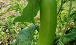 大家晚上吃瓜视频,揭秘大家晚上吃瓜视频的精彩瞬间