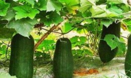 梦见吃绿色瓜很甜,揭秘绿色瓜的神秘寓意