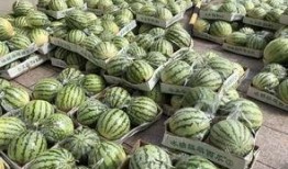 大慧吃瓜,揭秘娱乐圈幕后故事